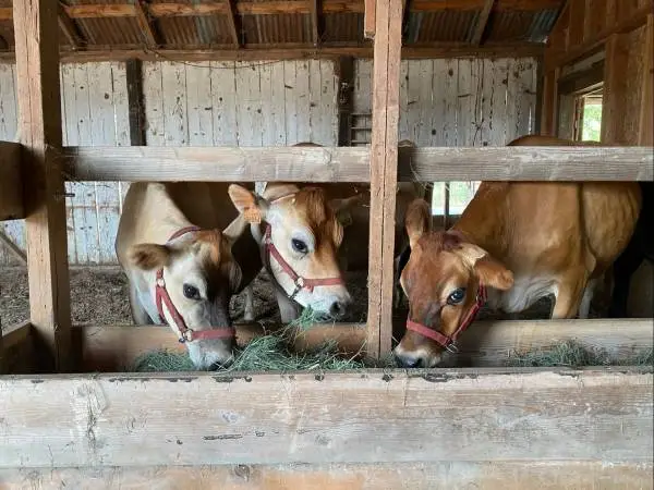 Raw A2/A2 Milk Herdshare