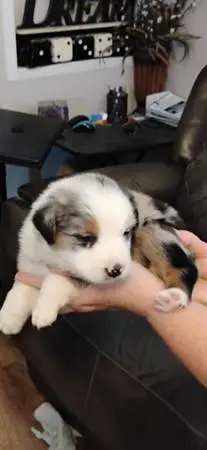 Mini Aussie