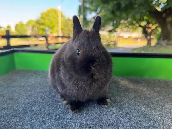 Netherland dwarf doe