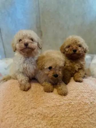 Toy poodle