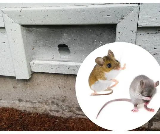 Broken Crawl Space Vent? Rodents & Moisture Can Get In – FREE Inspect