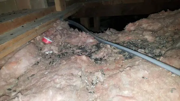 Rats or Mice in Your Home? Local Rodent Control – FREE Quote