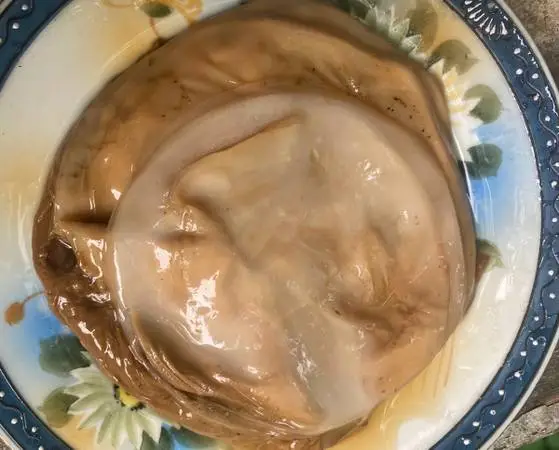 Live Healthy Kombucha SCOBY and Starter Liquid For Homemade Probiotic Kombucha