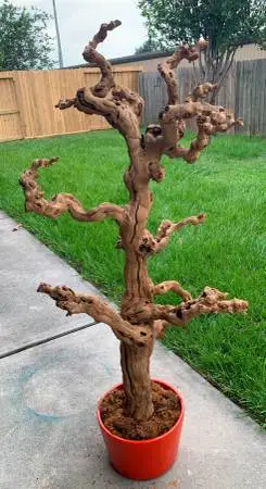 Large tree made of weathered or drift wood, bonsai style