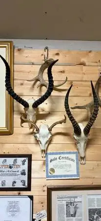 AFRICAN HORNS ON SKULLS