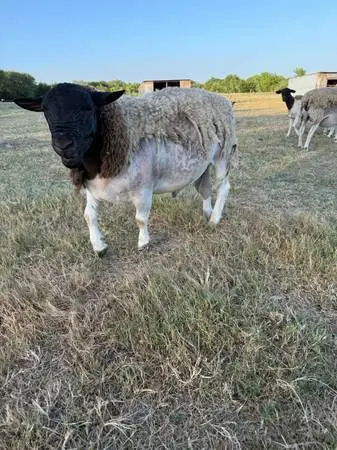 Borregos / sheep