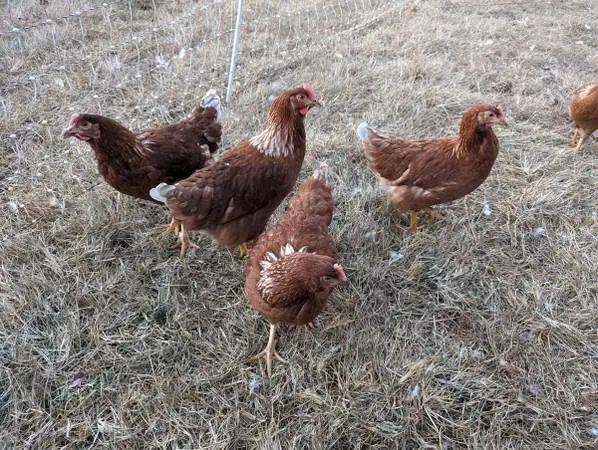 Taking orders!! Red sex link Pullets