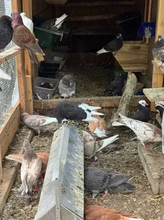 Pigeon rollers and young Mandarin duck and running duck and call duck