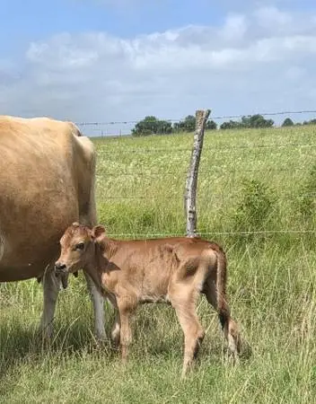 Jersey Bottle Bull calves