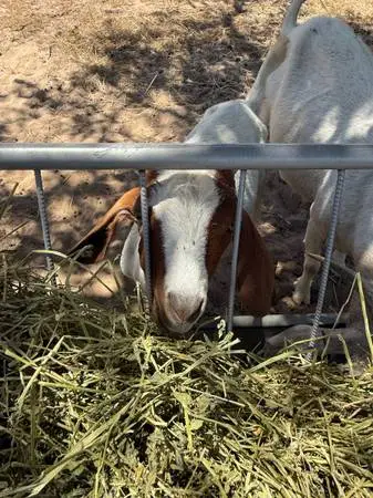 Boer goat kid baby male buck