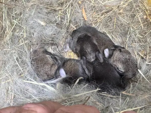 Neatherland Dwarf Bunnies