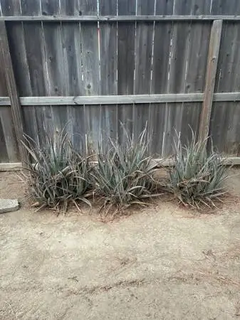 Aloe Vera plants