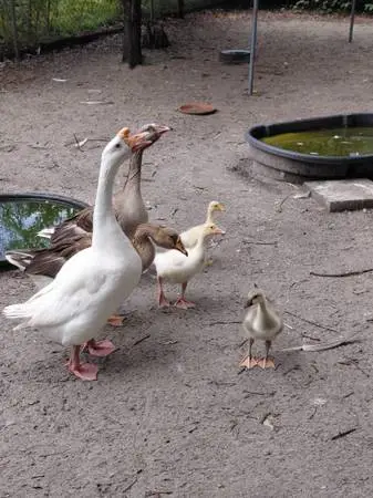 Gosling white chinese,brown mixeg