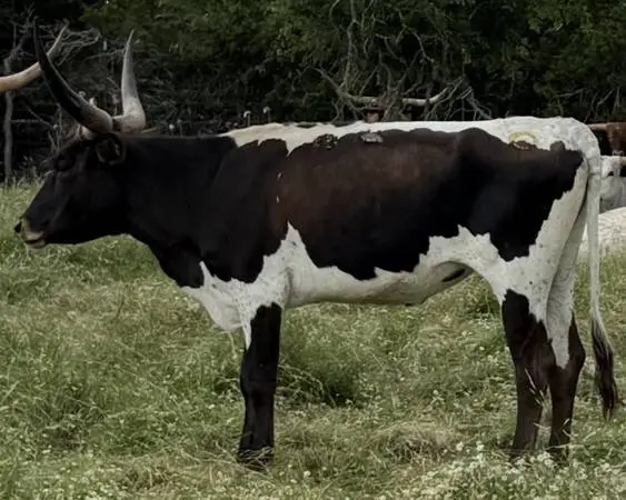 Texas longhorn cow