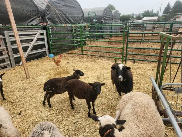Sheep moms and babies