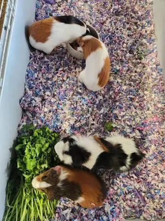 Guinea pigs