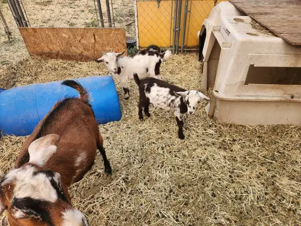 Goat babies