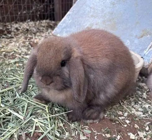 Holland Lops