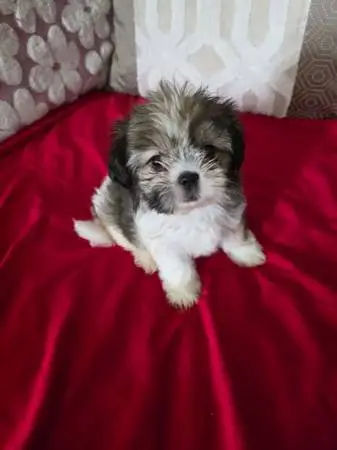 shih Tzu Puppies 💕