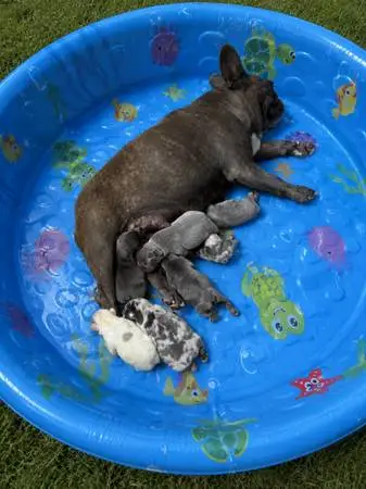 French Bulldog kiddie pool