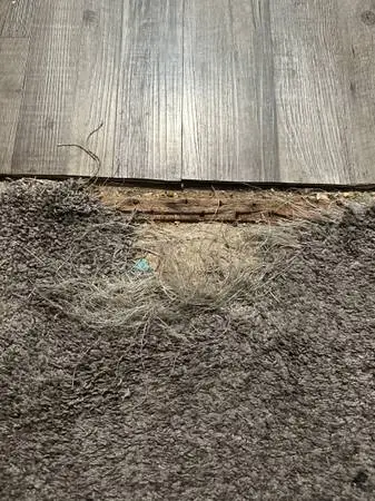 🤩FREE📞Estimates! CARPET Pet damage REPAIR~STRETCHING~INSTALLATION🤩