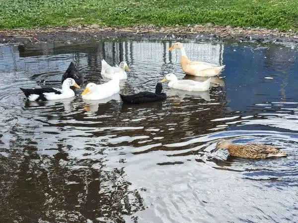 Ducks and ducklings