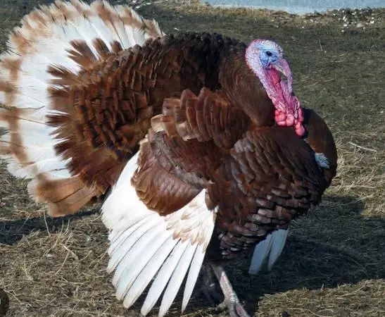 Bourban red turkey poults