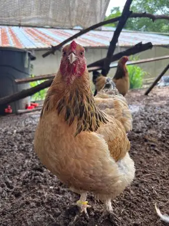 Buff brahma laying hens