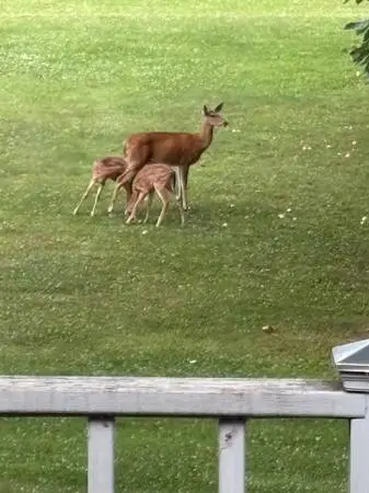 Apples for my deer