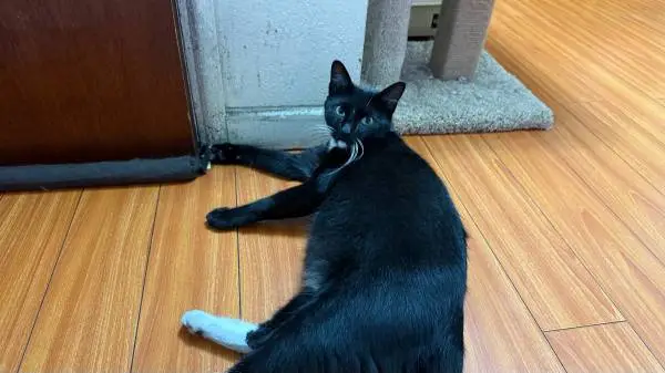 Cat Rehome