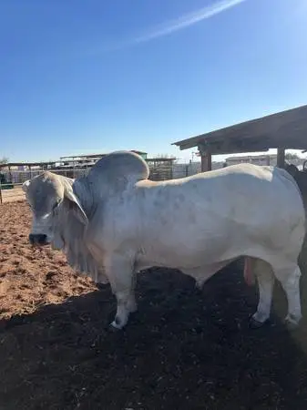 Brahman Toro
