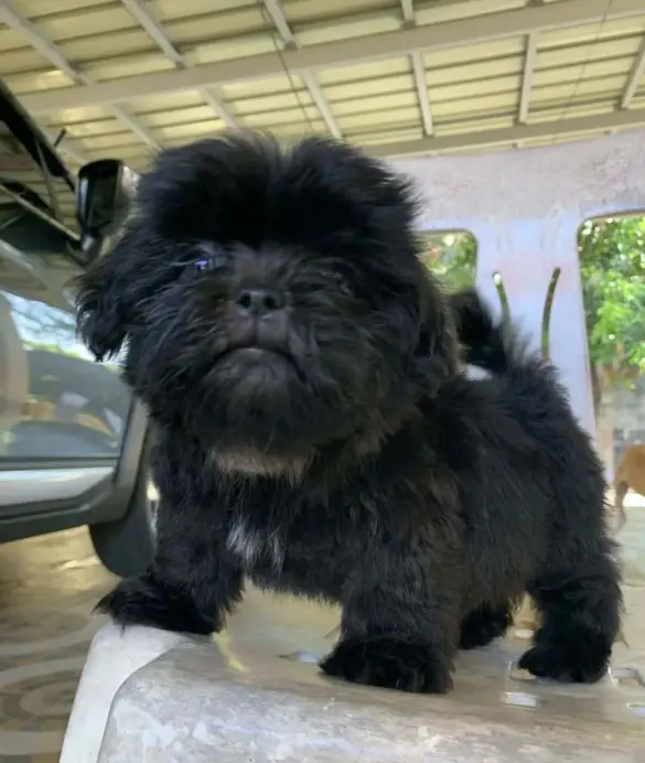 puppy for adoption