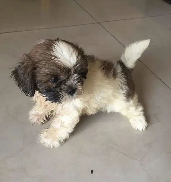 shit Zu puppy