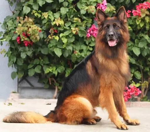 Kennel Attendant / Animal Care Specialist