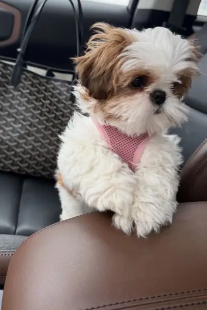 puppy