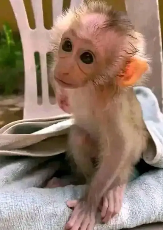 monkey