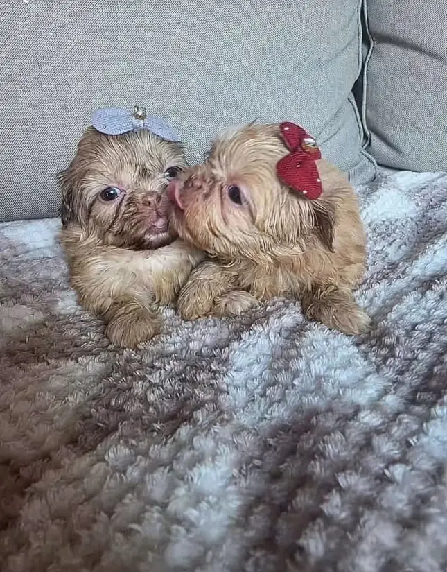 puppy
