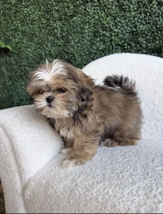 puppy