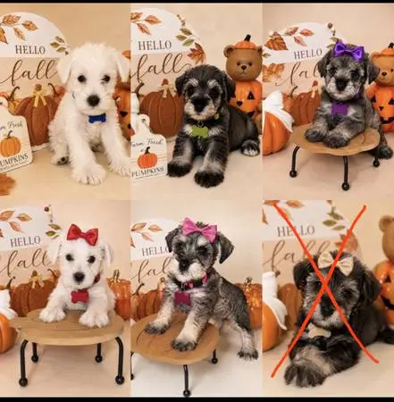 Miniature schnauzers puppies 4 sale