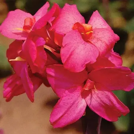 Wanted free cuttings of Plumeria Frangipani Frangi pani for my garden