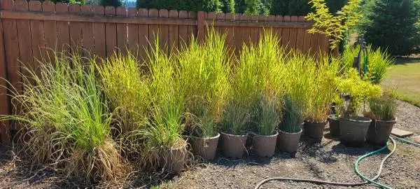 ZEBRA GRASS