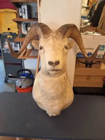 Sheep mount