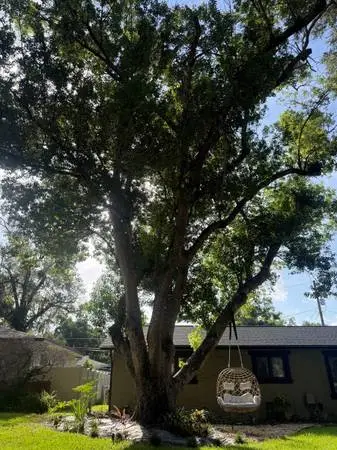 Affordable Tree Removal - Hurricane Prep - Hazardous Trees
