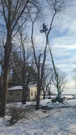Tree removal/Tree Trimming