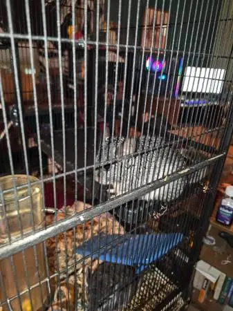 Chinchillas for sale