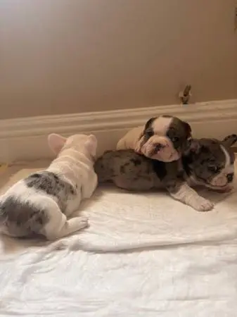Frenchies