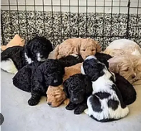 Puppys golden doodles