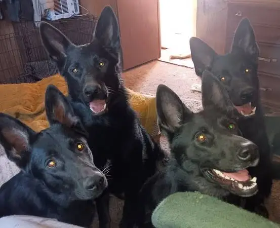 WANTED OLD FREEZER MEAT AND DEER SCRAPS FOR GERMAN SHEPHERDS