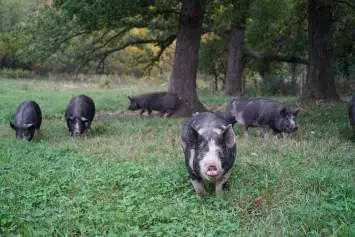 Wanted! Feeder Pigs or Finishers