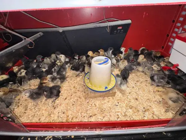 Chicks/pullets